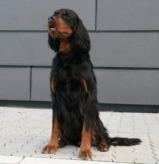 First-Hero Beauty of Gordon 